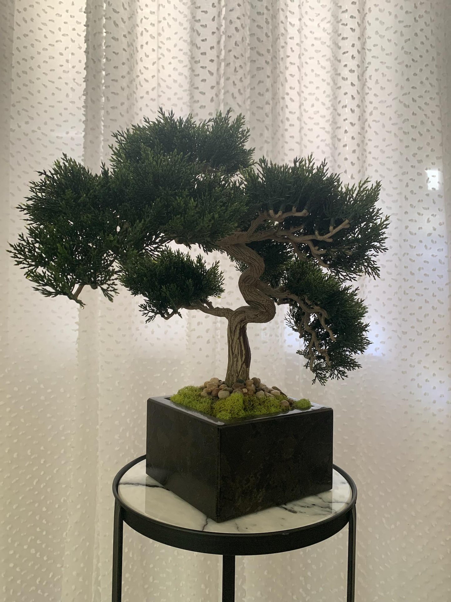 Bonsai on Granite